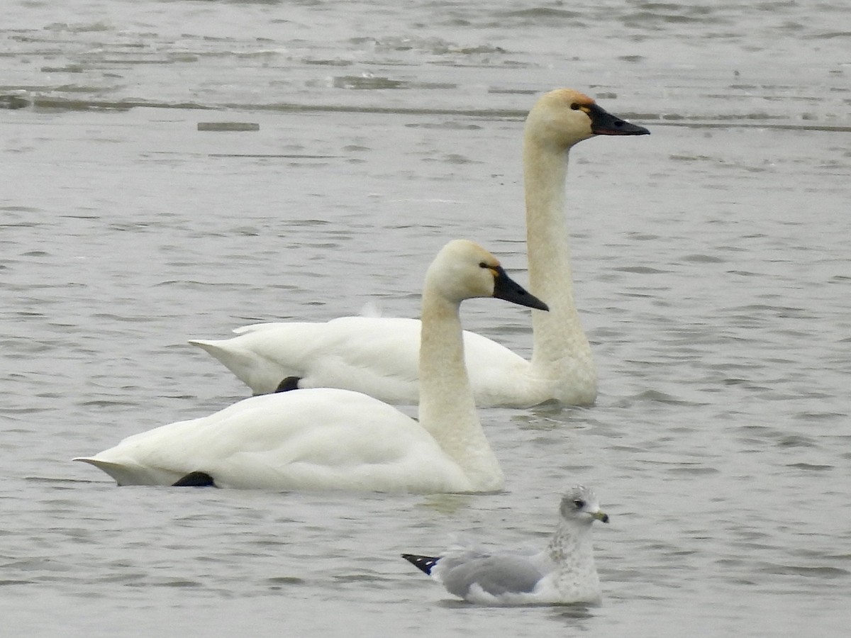 Гунгар хун - ML640193038