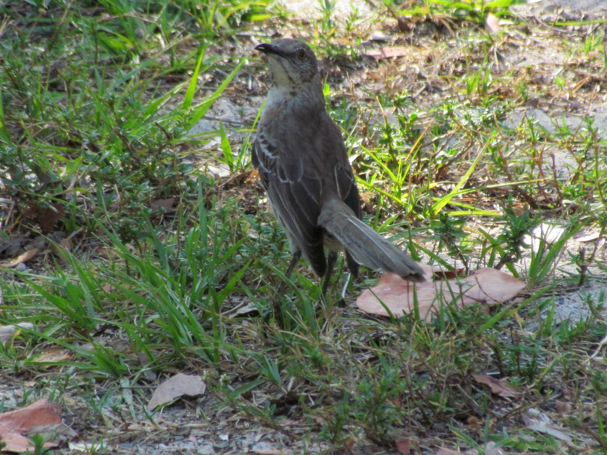bahamasspottefugl - ML640193057