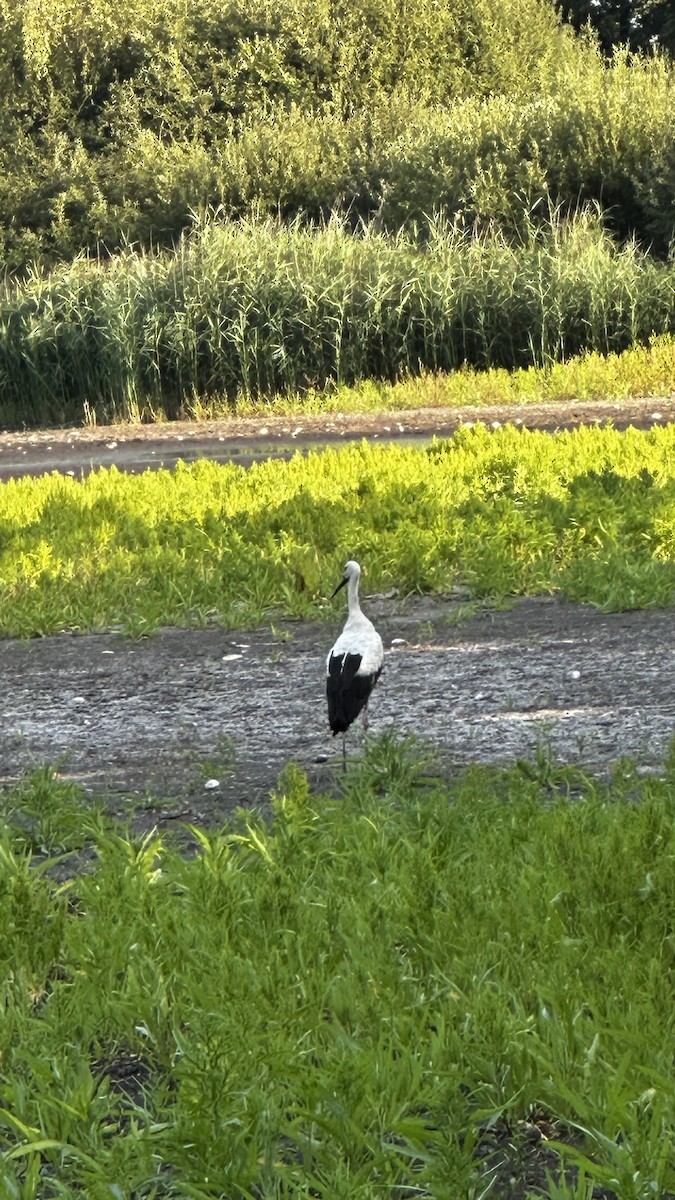 White Stork - ML640193089