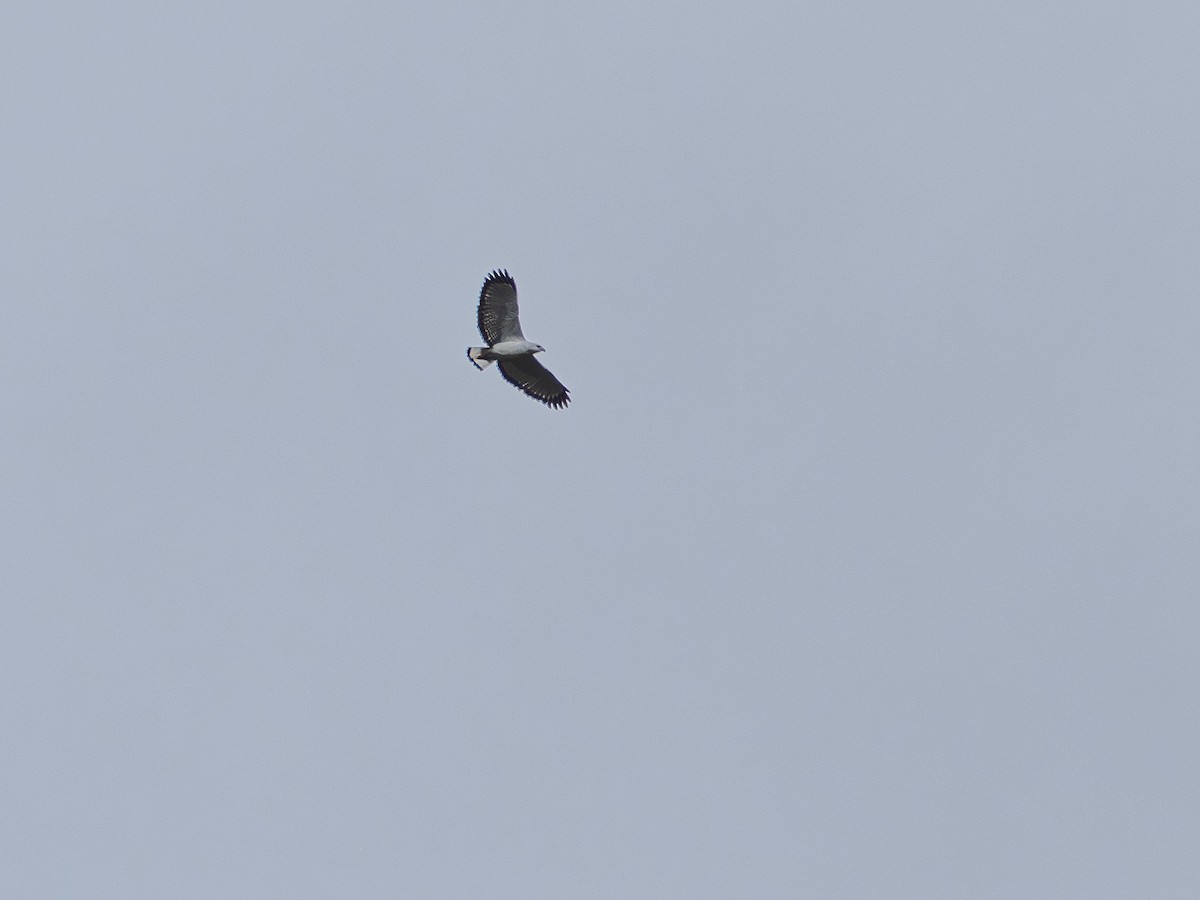 White-necked Hawk - ML640193137