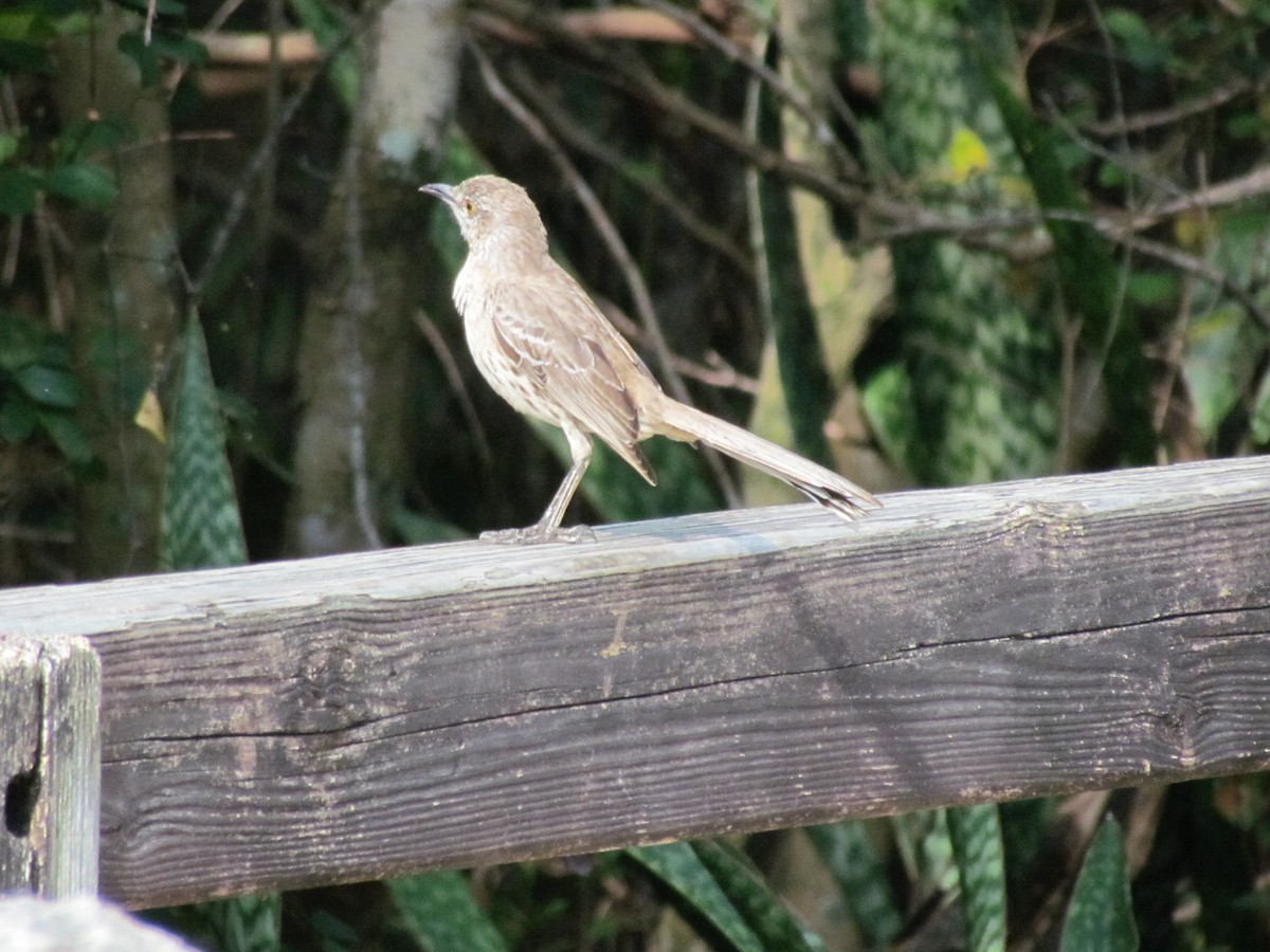 bahamasspottefugl - ML640193147