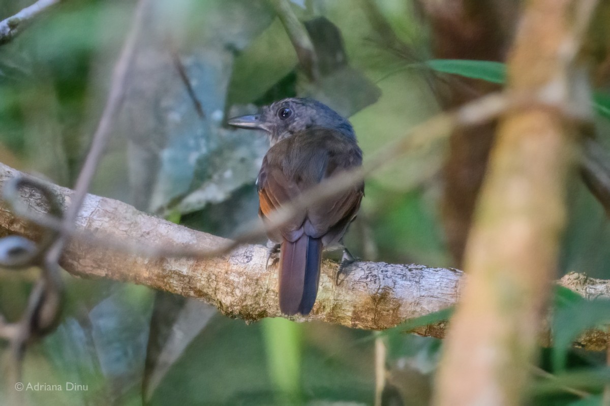 Mouse-colored Antshrike - ML640193204