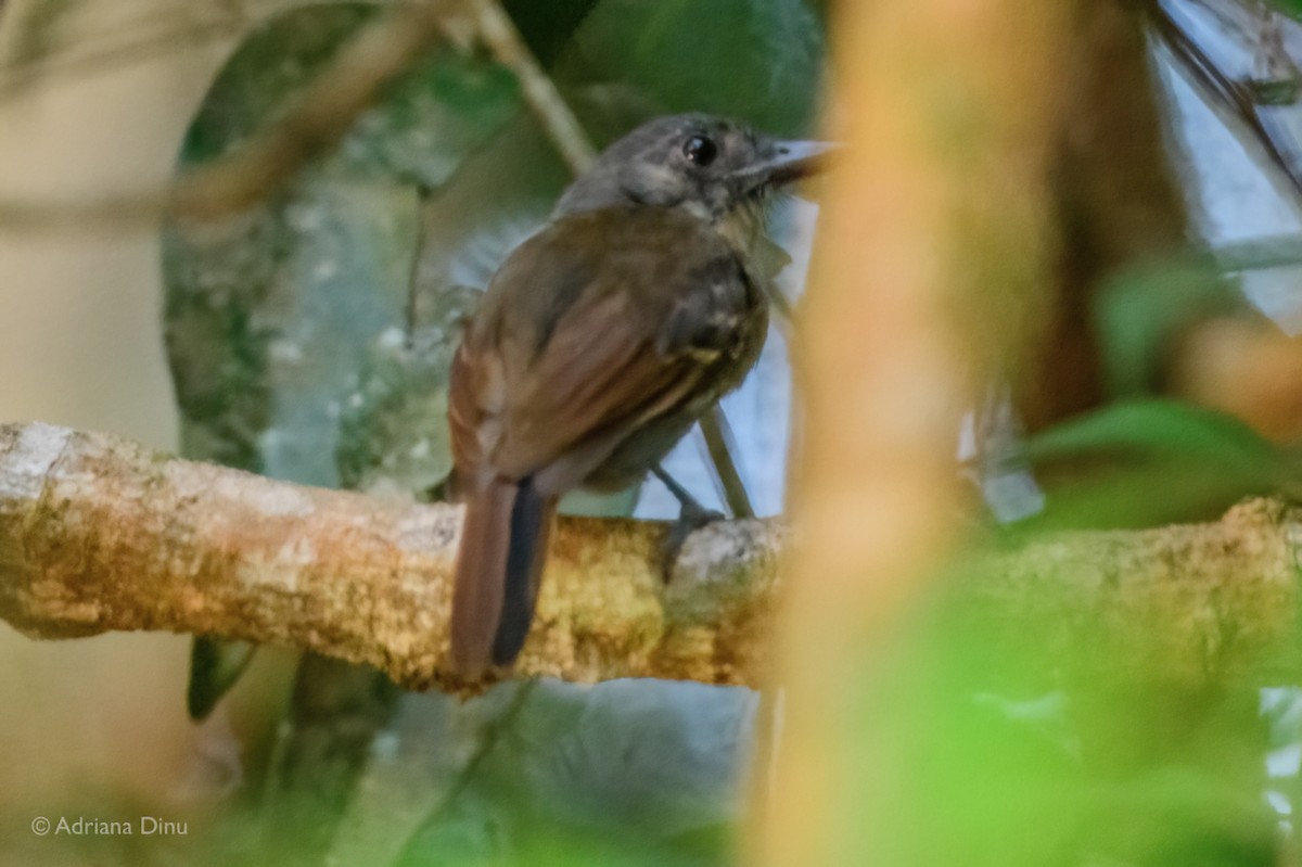 Mouse-colored Antshrike - ML640193205