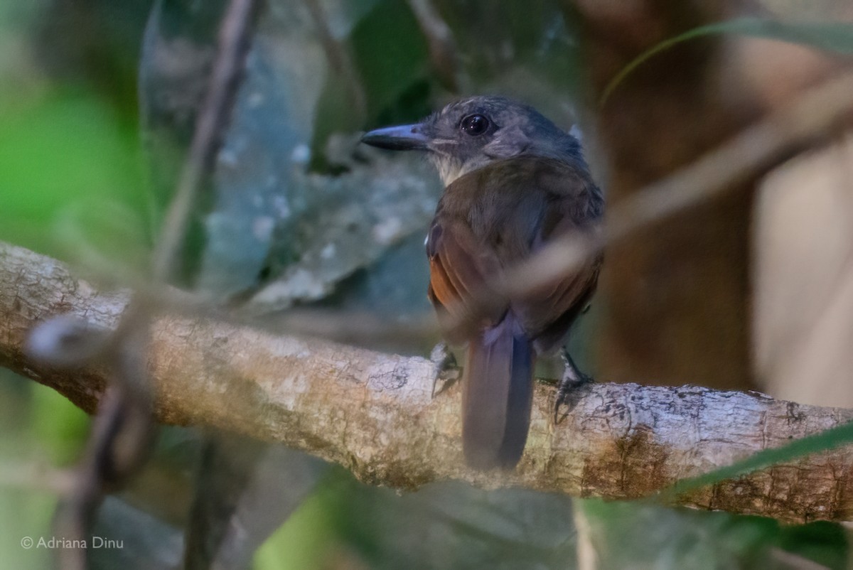 Mouse-colored Antshrike - ML640193206