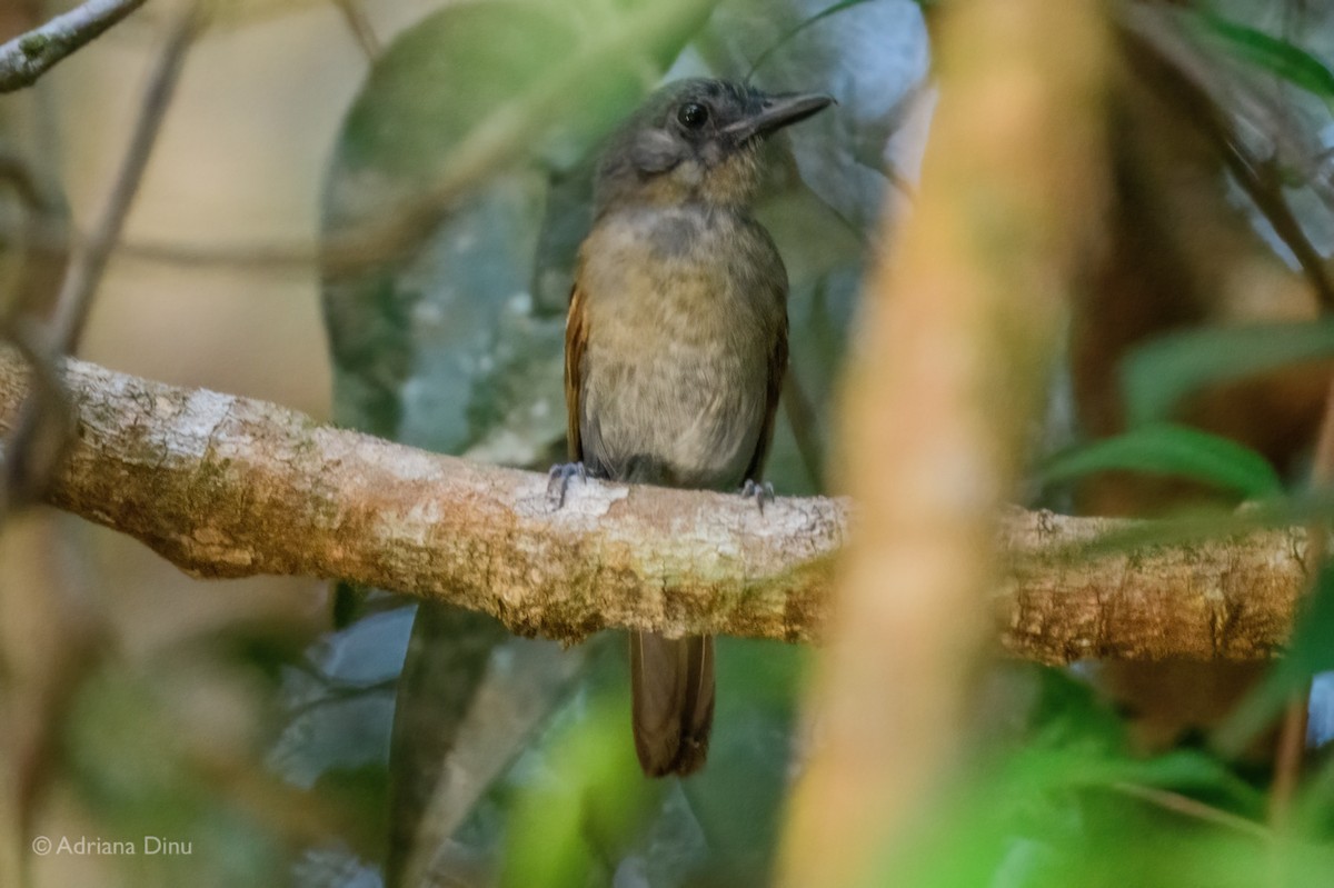 Mouse-colored Antshrike - ML640193207