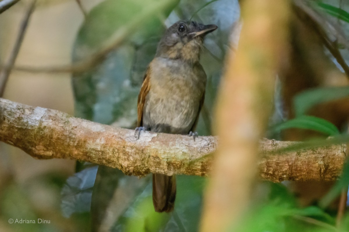 Mouse-colored Antshrike - ML640193208