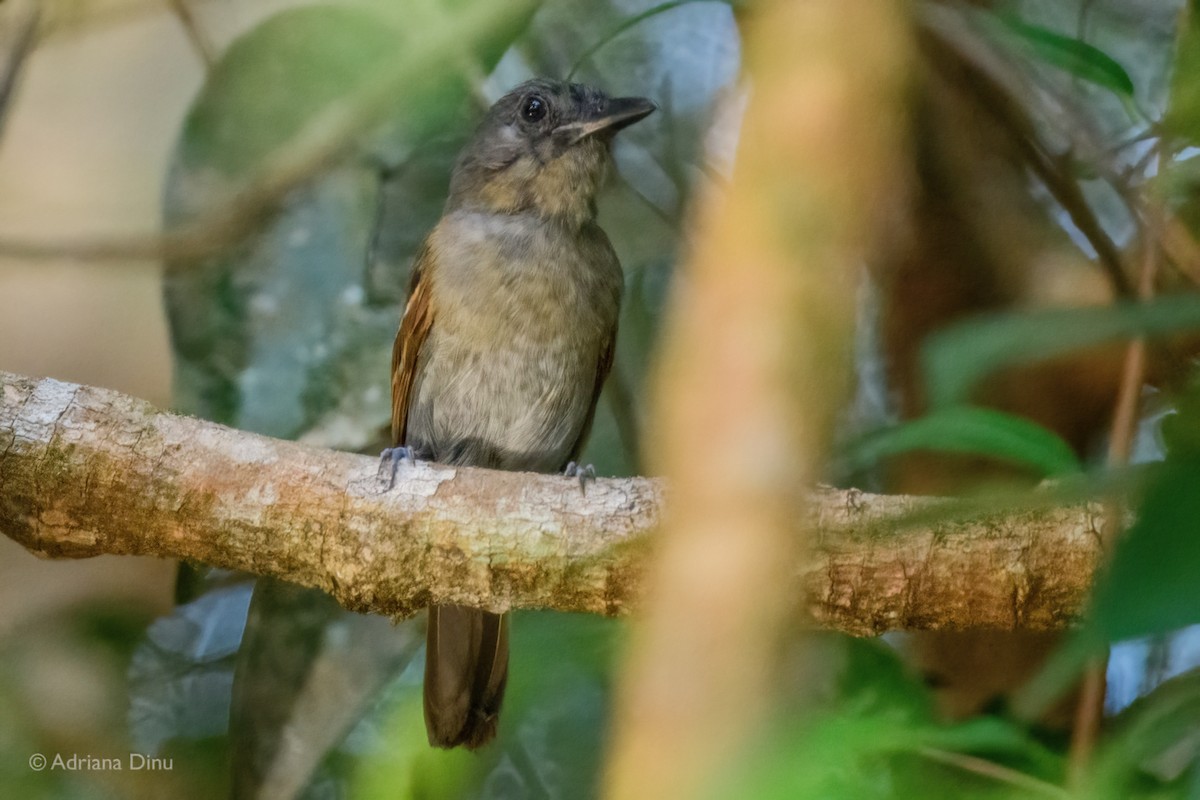 Mouse-colored Antshrike - ML640193209
