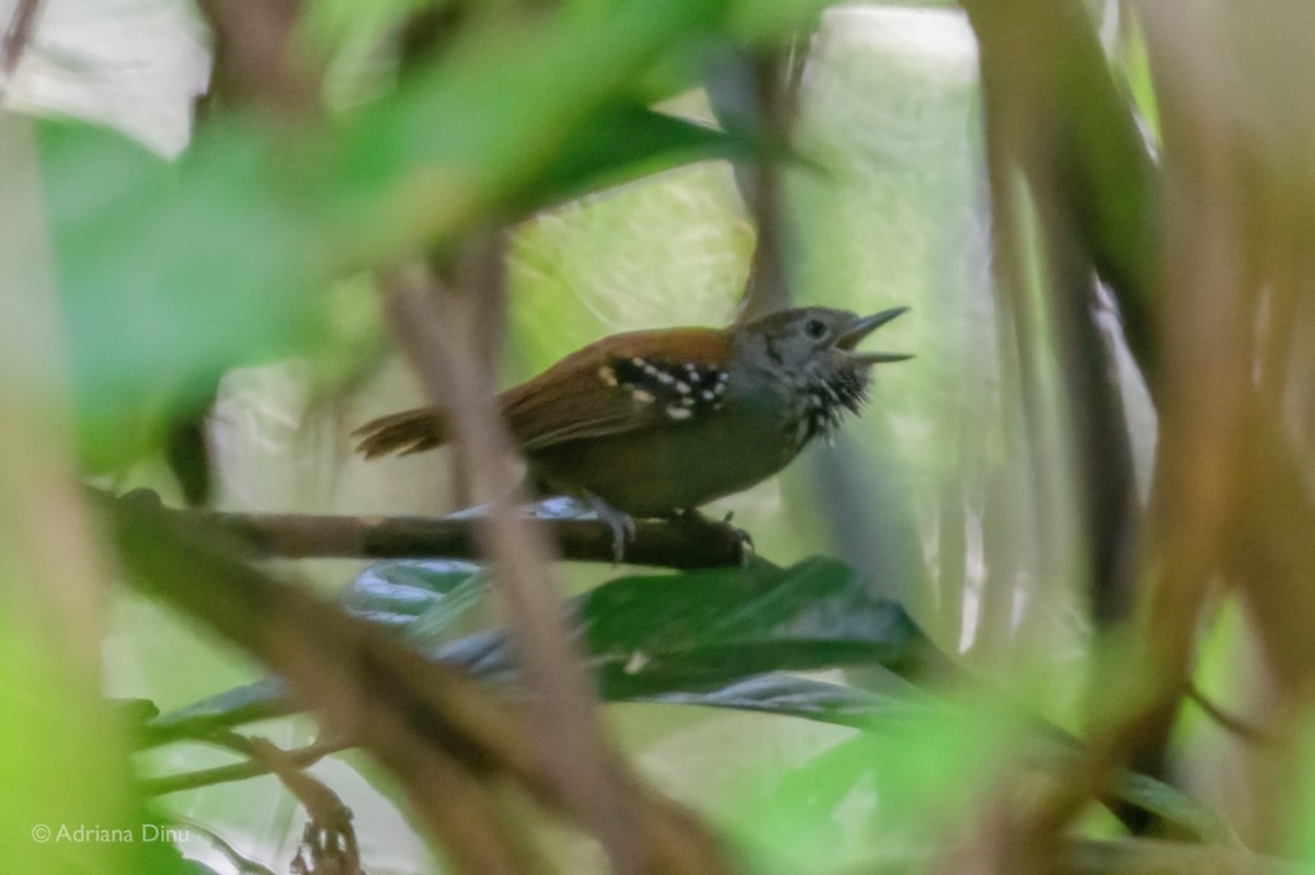 Rufous-backed Stipplethroat - ML640193215