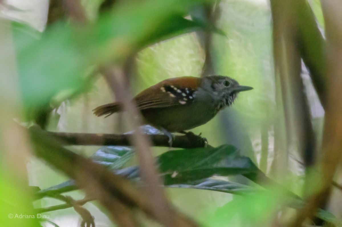 Rufous-backed Stipplethroat - ML640193216