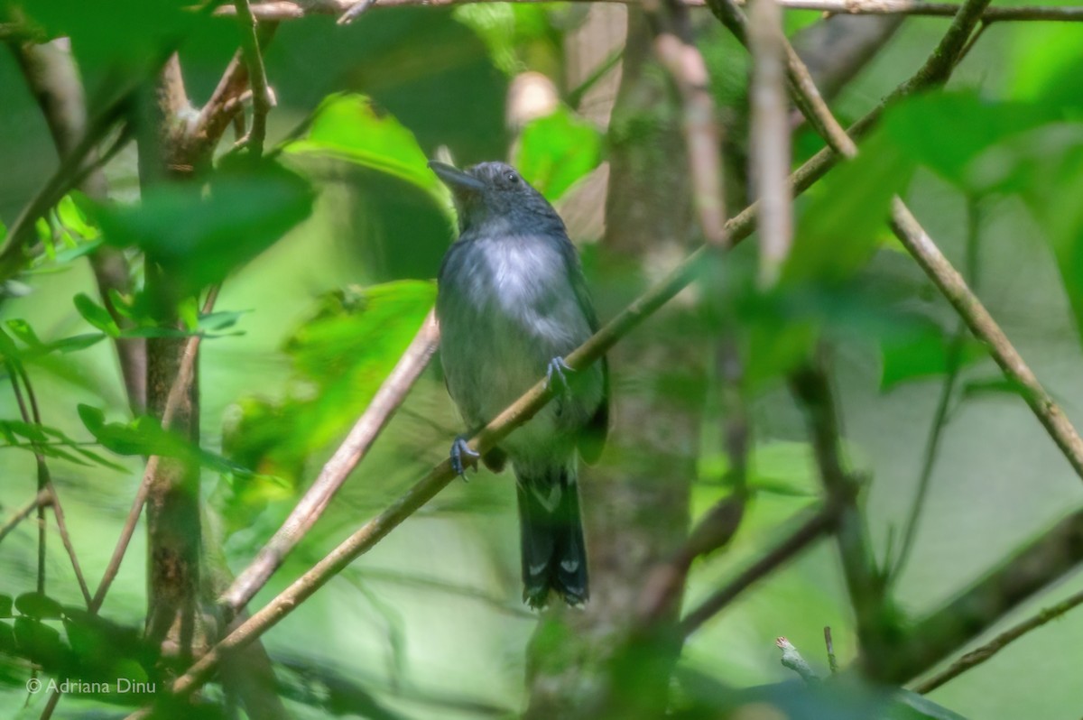 Gray Antbird - ML640193226