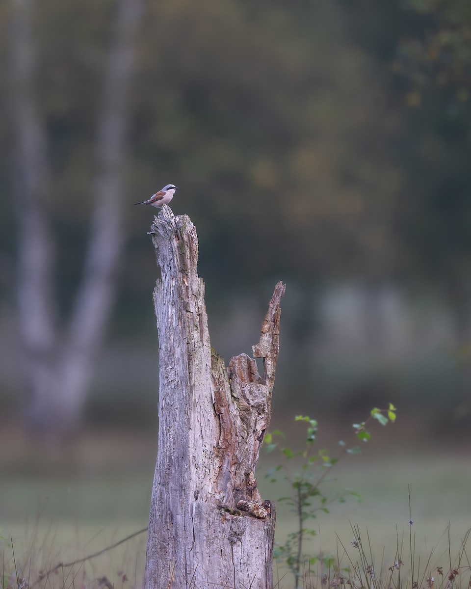 Red-backed Shrike - ML640193227