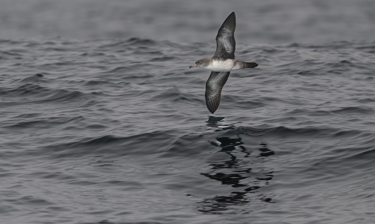 Pink-footed Shearwater - ML640193272