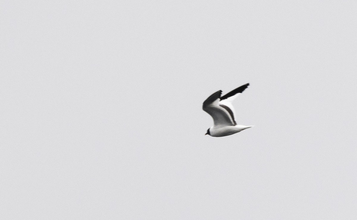 Sabine's Gull - ML640193367
