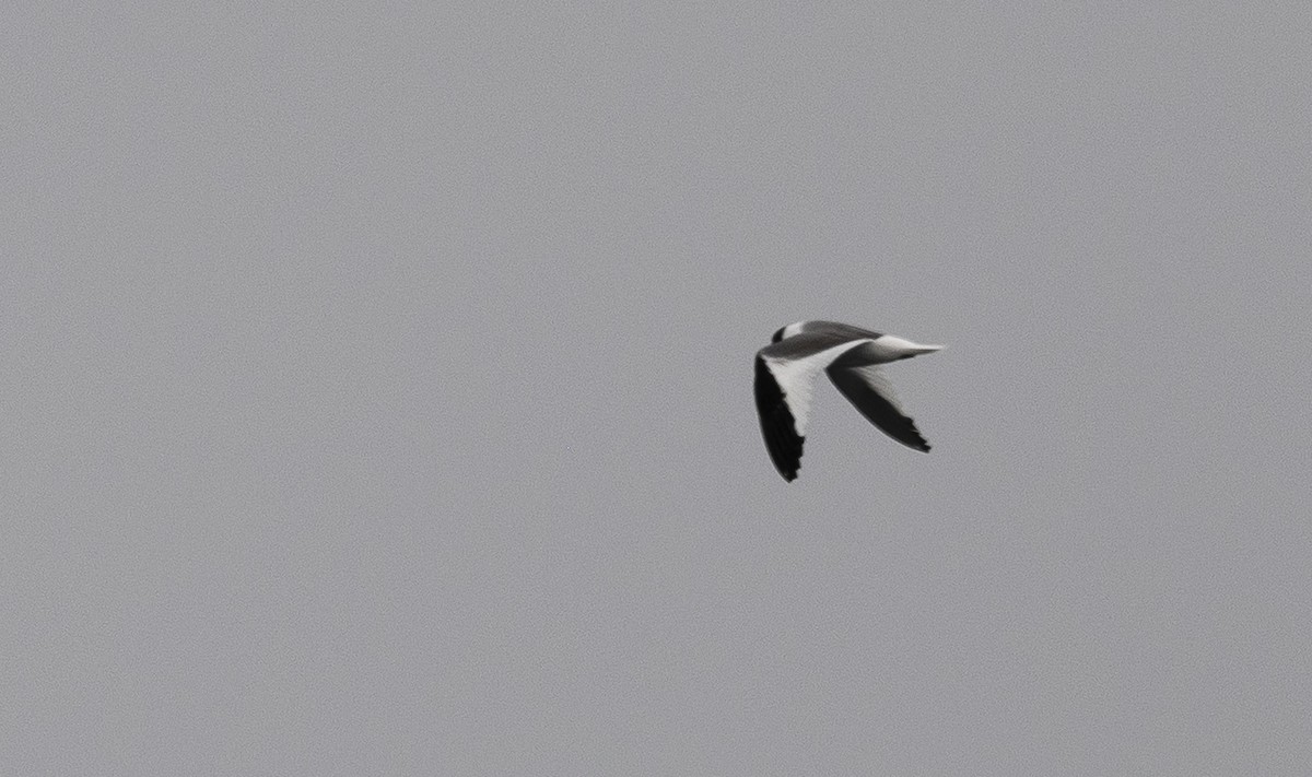 Sabine's Gull - ML640193368