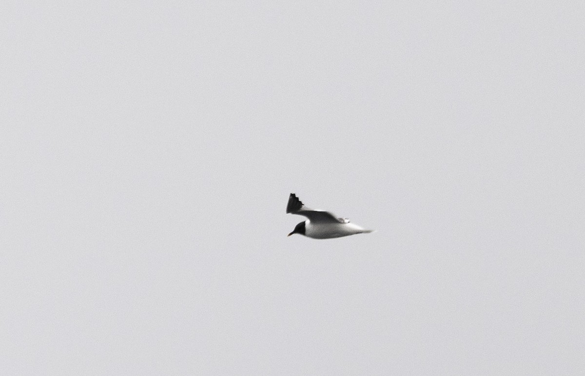 Sabine's Gull - ML640193369