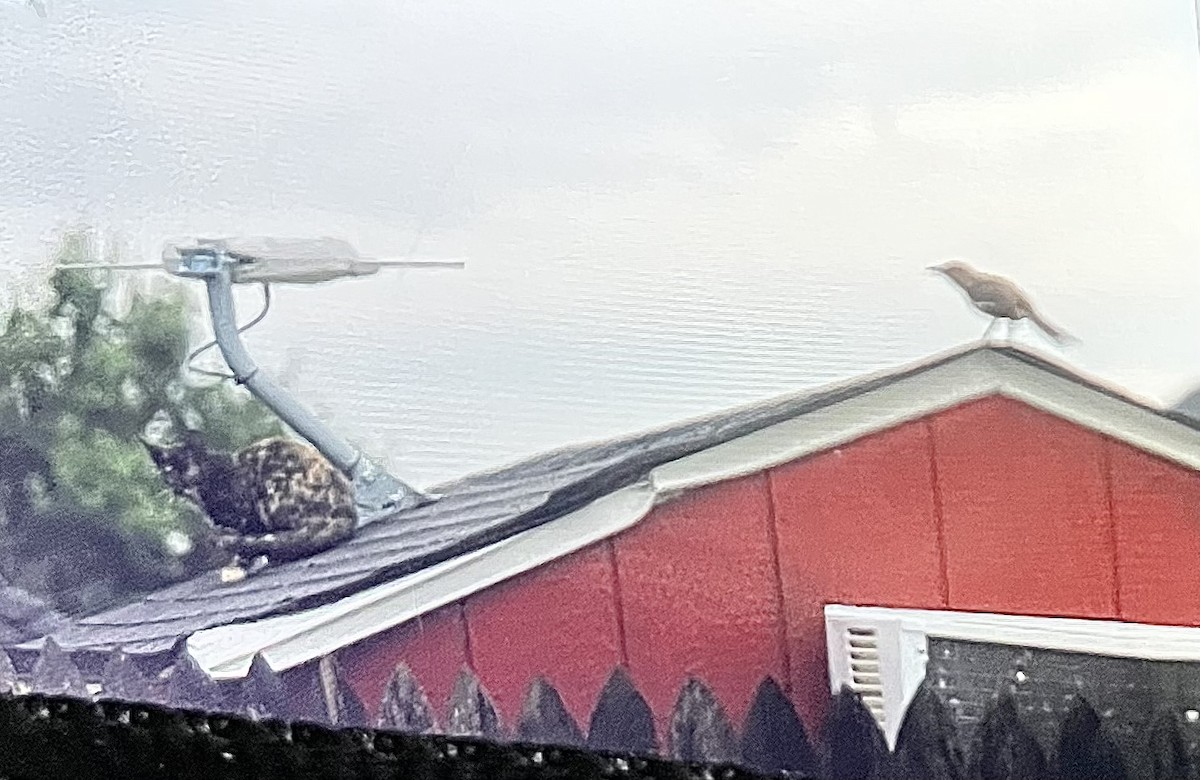 drozdec mnohohlasý - ML640193387