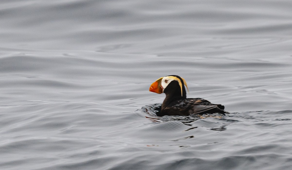 Tufted Puffin - ML640193421