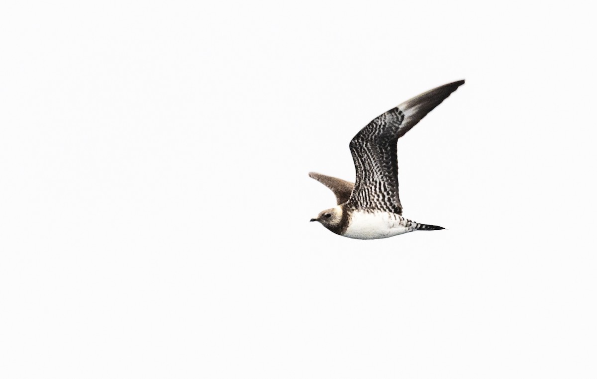 Long-tailed Jaeger - ML640193475