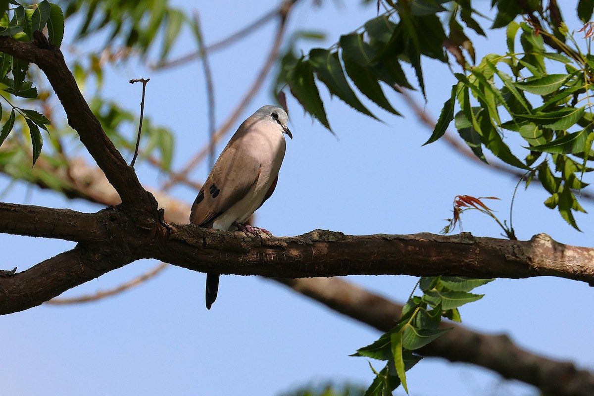 Black-billed Wood-Dove - ML640193527