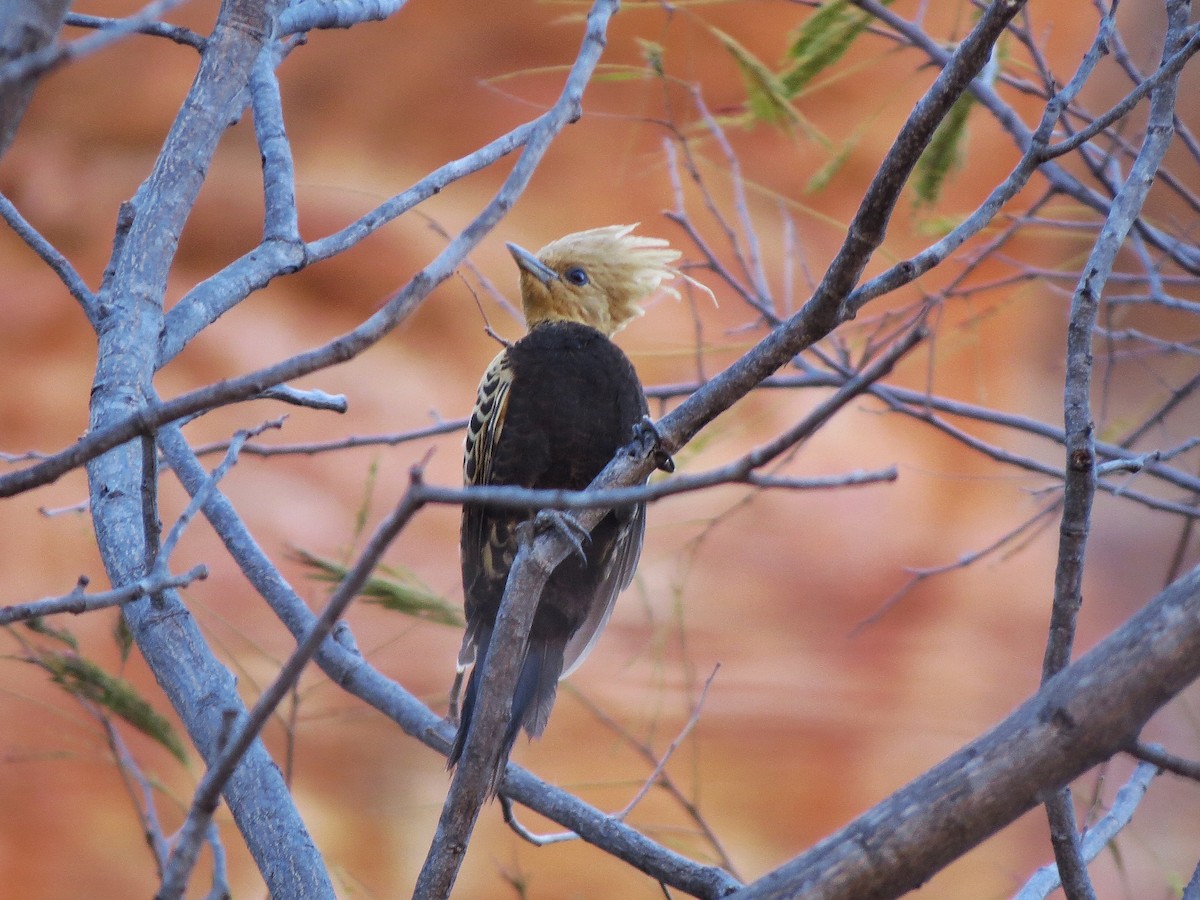 Ochre-backed Woodpecker - ML640193538