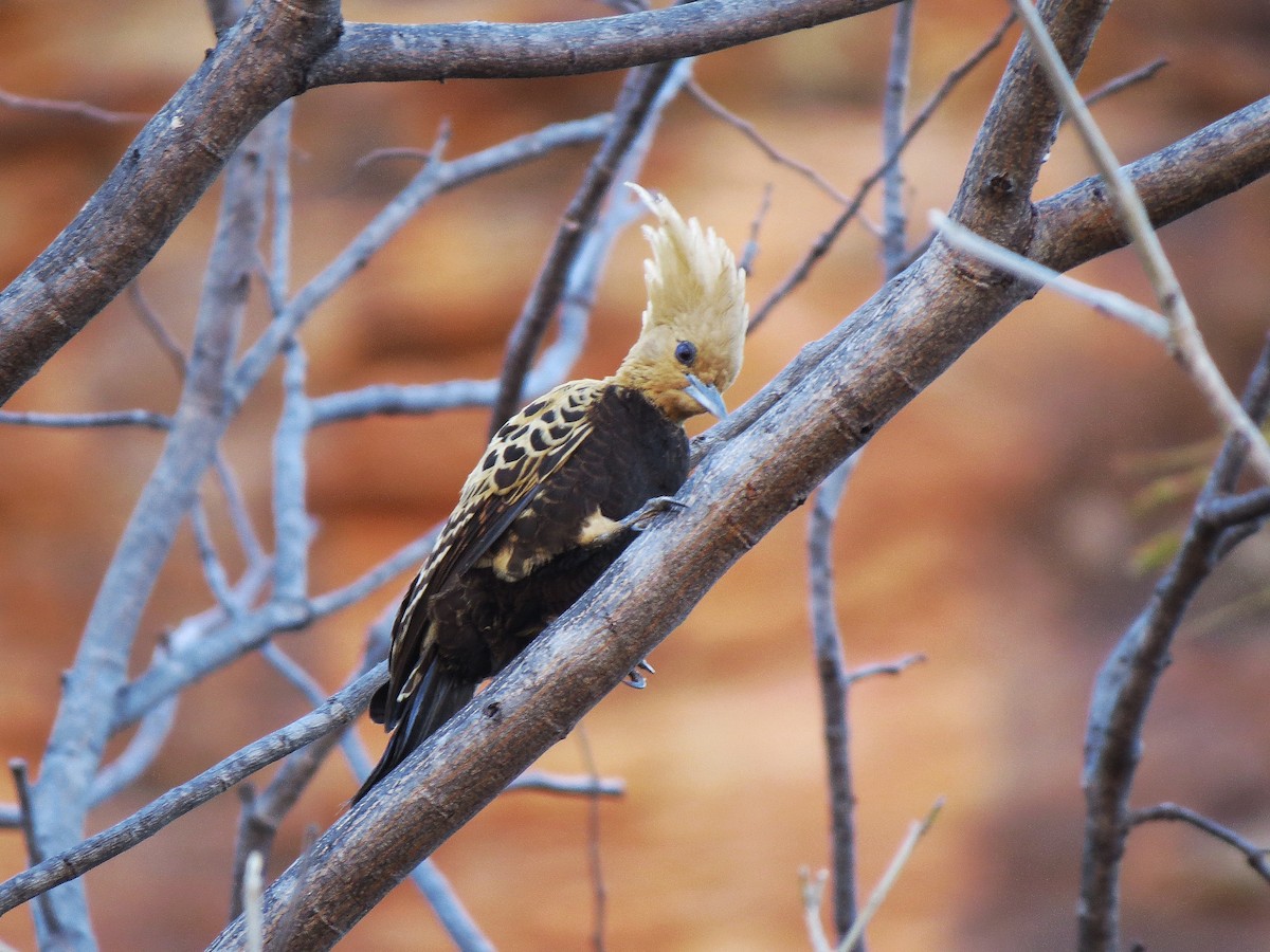 Ochre-backed Woodpecker - ML640193539