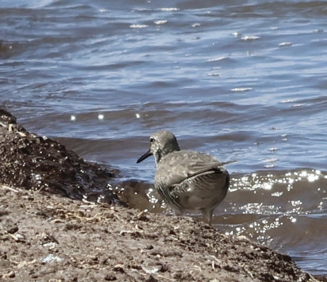 Wandering Tattler - ML640193541