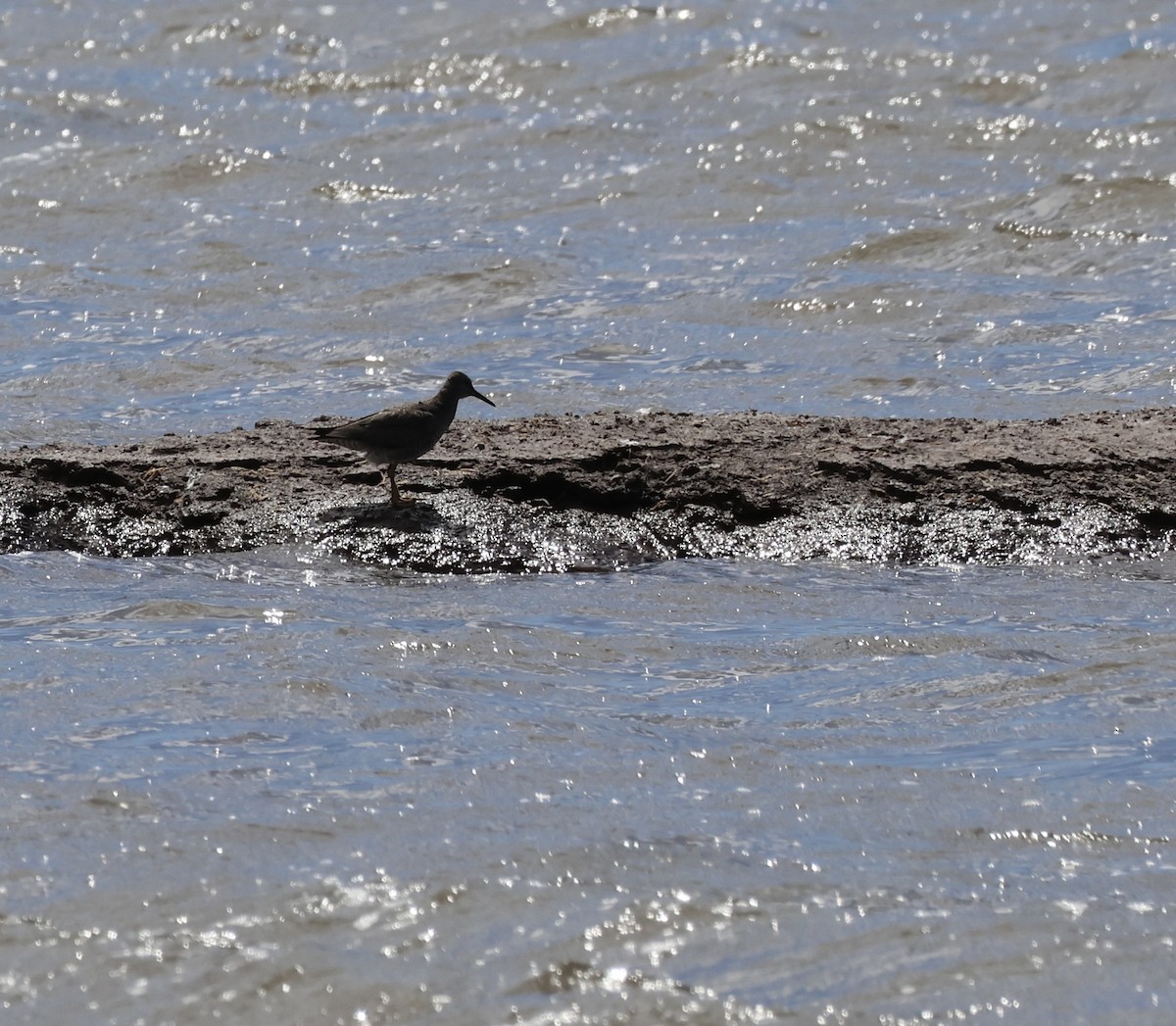 Wandering Tattler - ML640193542