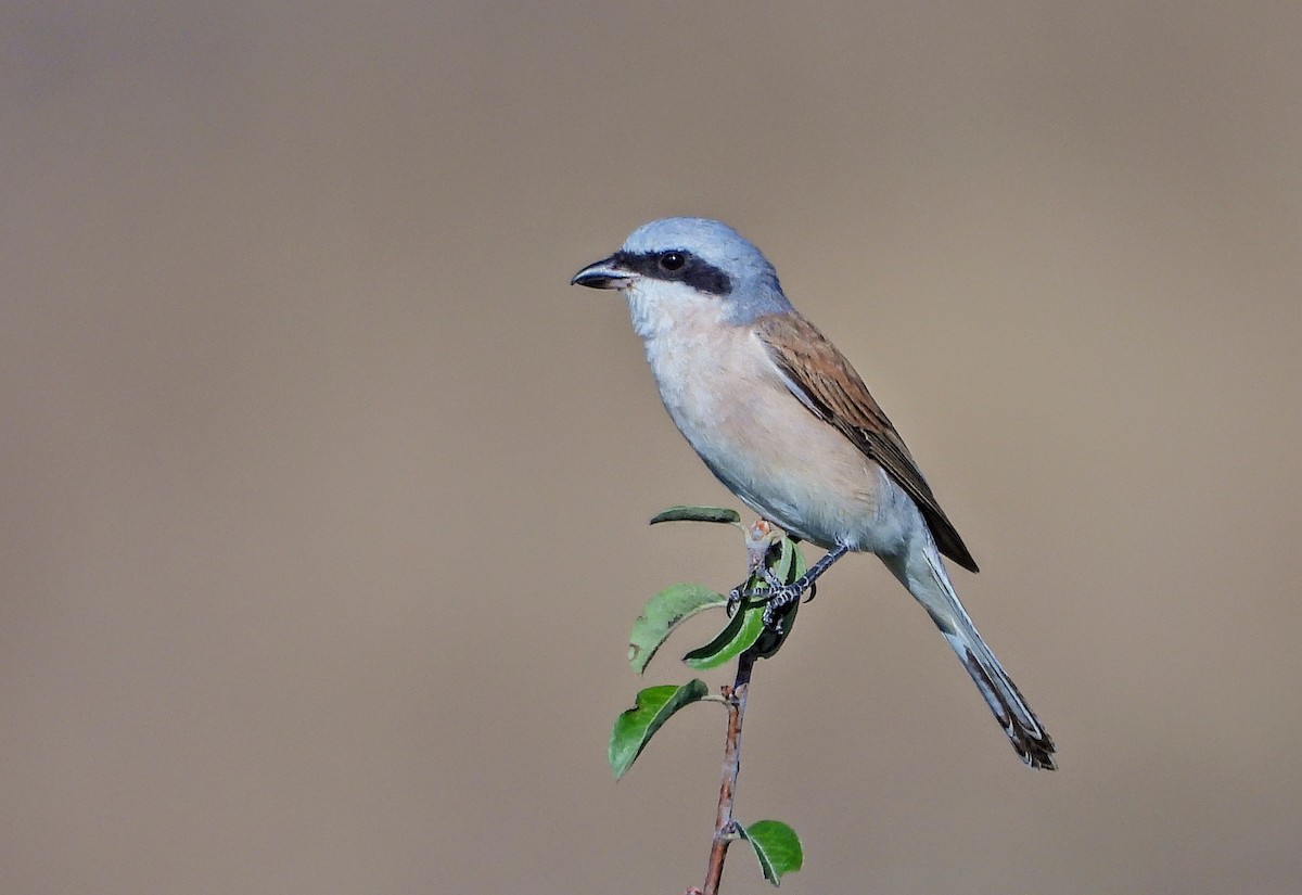 Red-backed Shrike - ML640193573