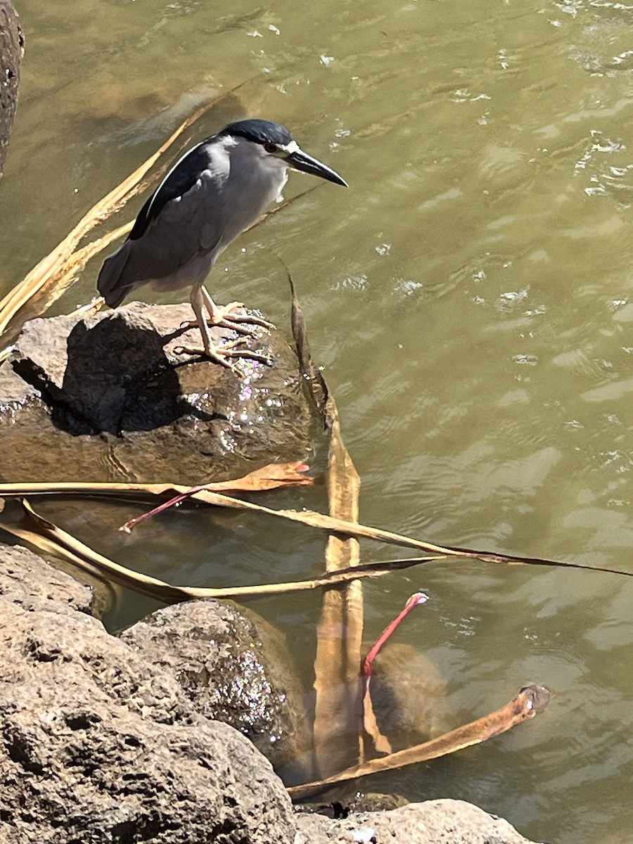 Black-crowned Night Heron - ML640193575