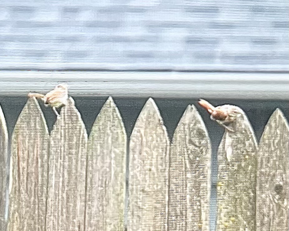 střízlík karolínský - ML640193682