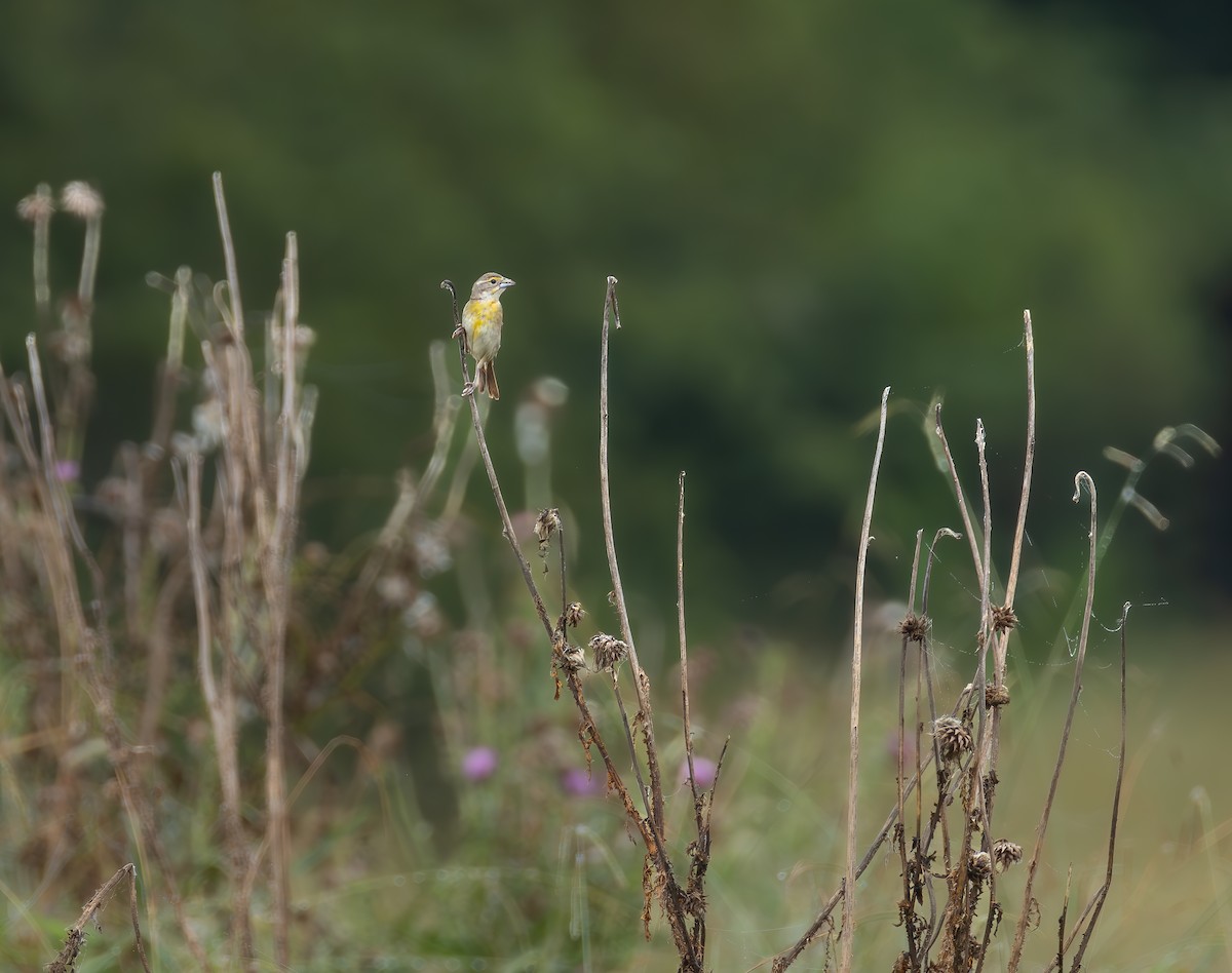 Dickcissel - ML640193866