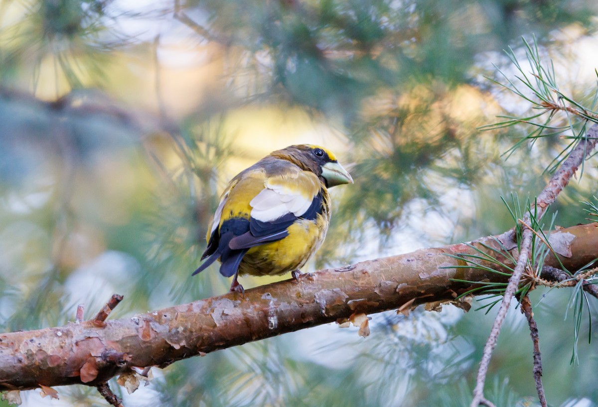 Evening Grosbeak - ML640193873
