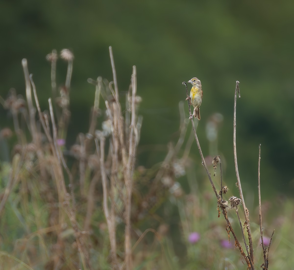 Dickcissel - ML640193876