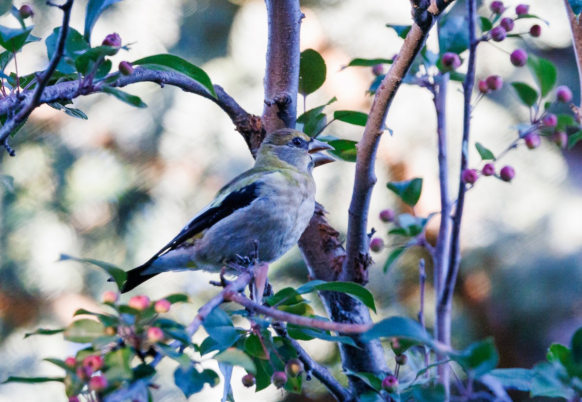 Evening Grosbeak - ML640193881