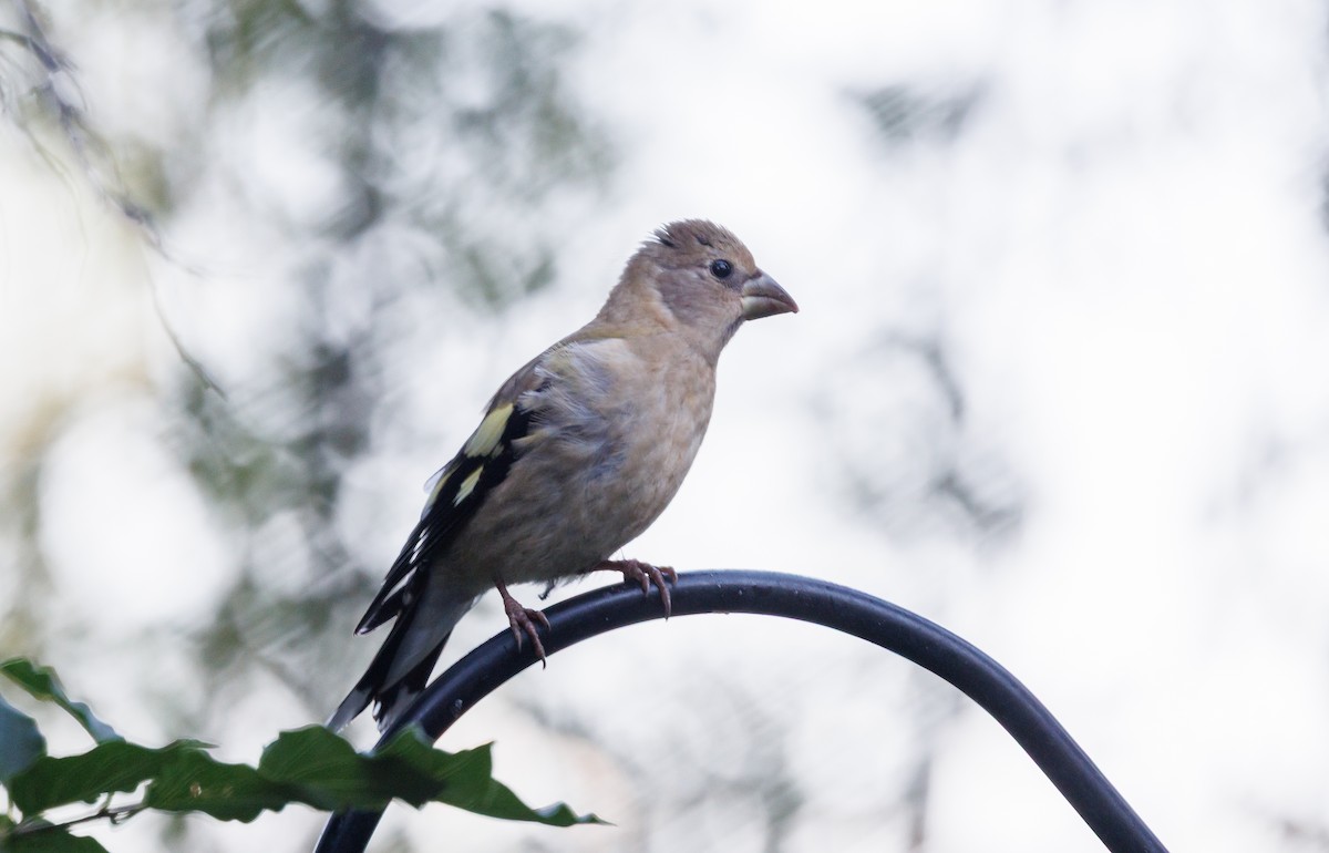 Evening Grosbeak - ML640193882