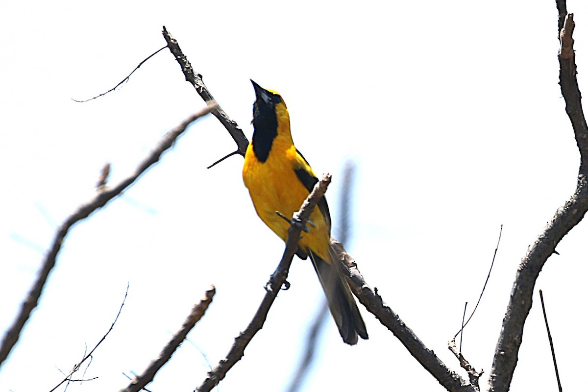 White-edged Oriole - ML640193898