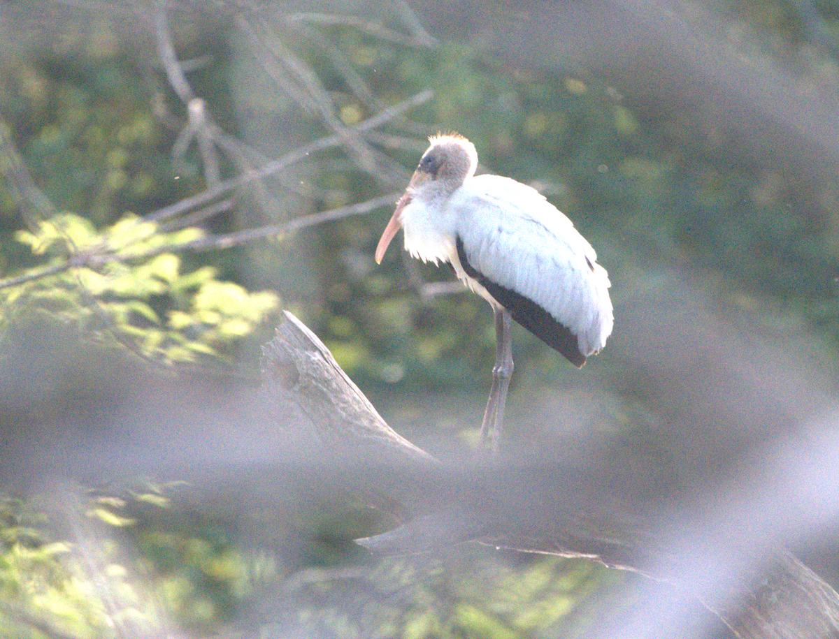 Wood Stork - ML640193903