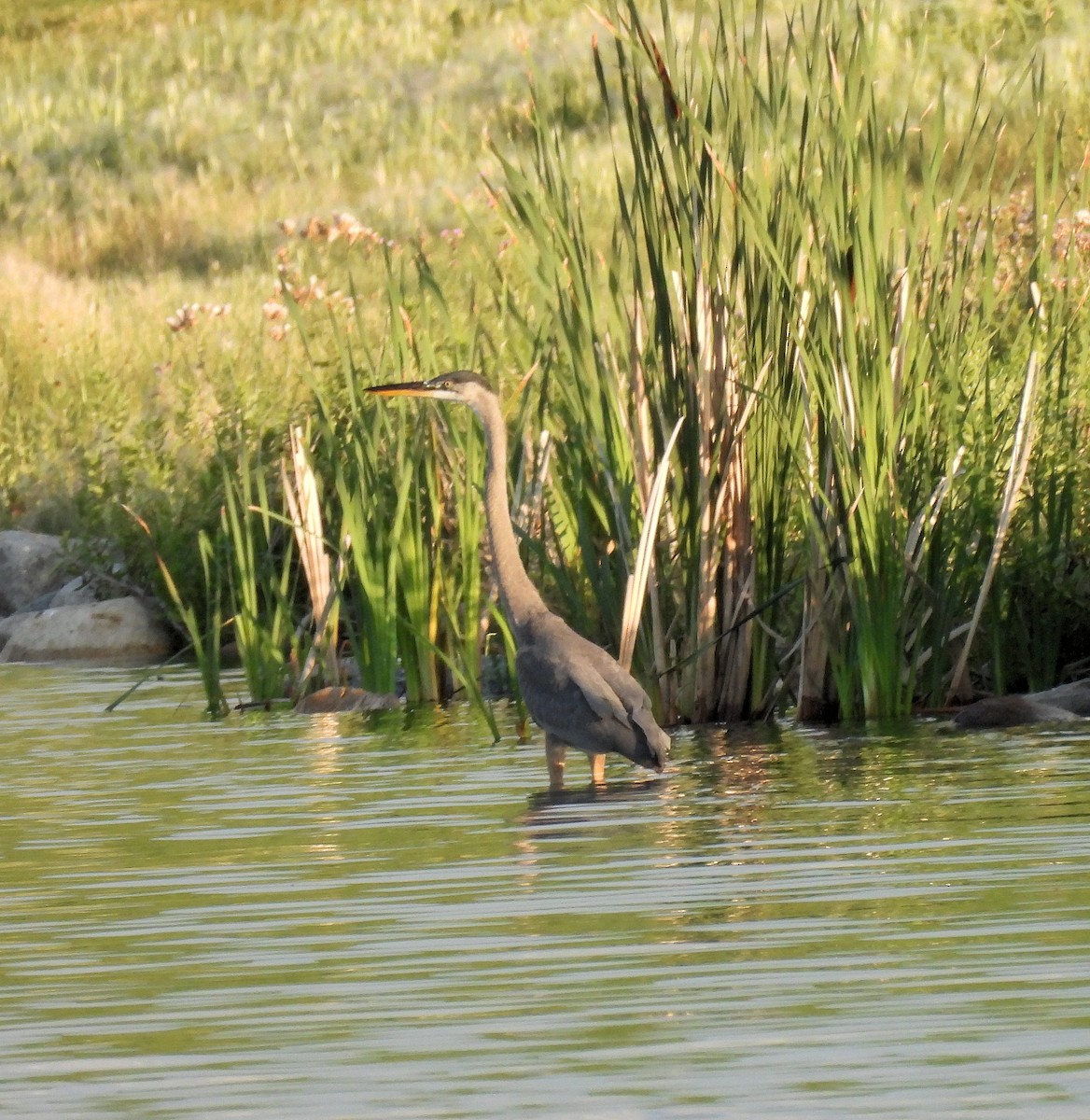 אנפה אמריקנית - ML640193917