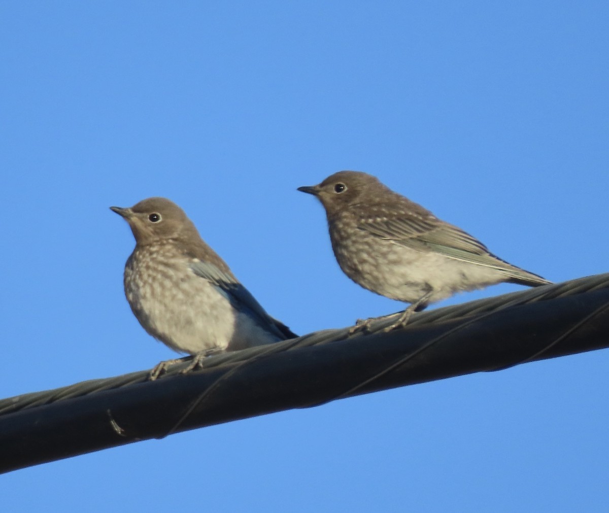 Mountain Bluebird - ML640193935