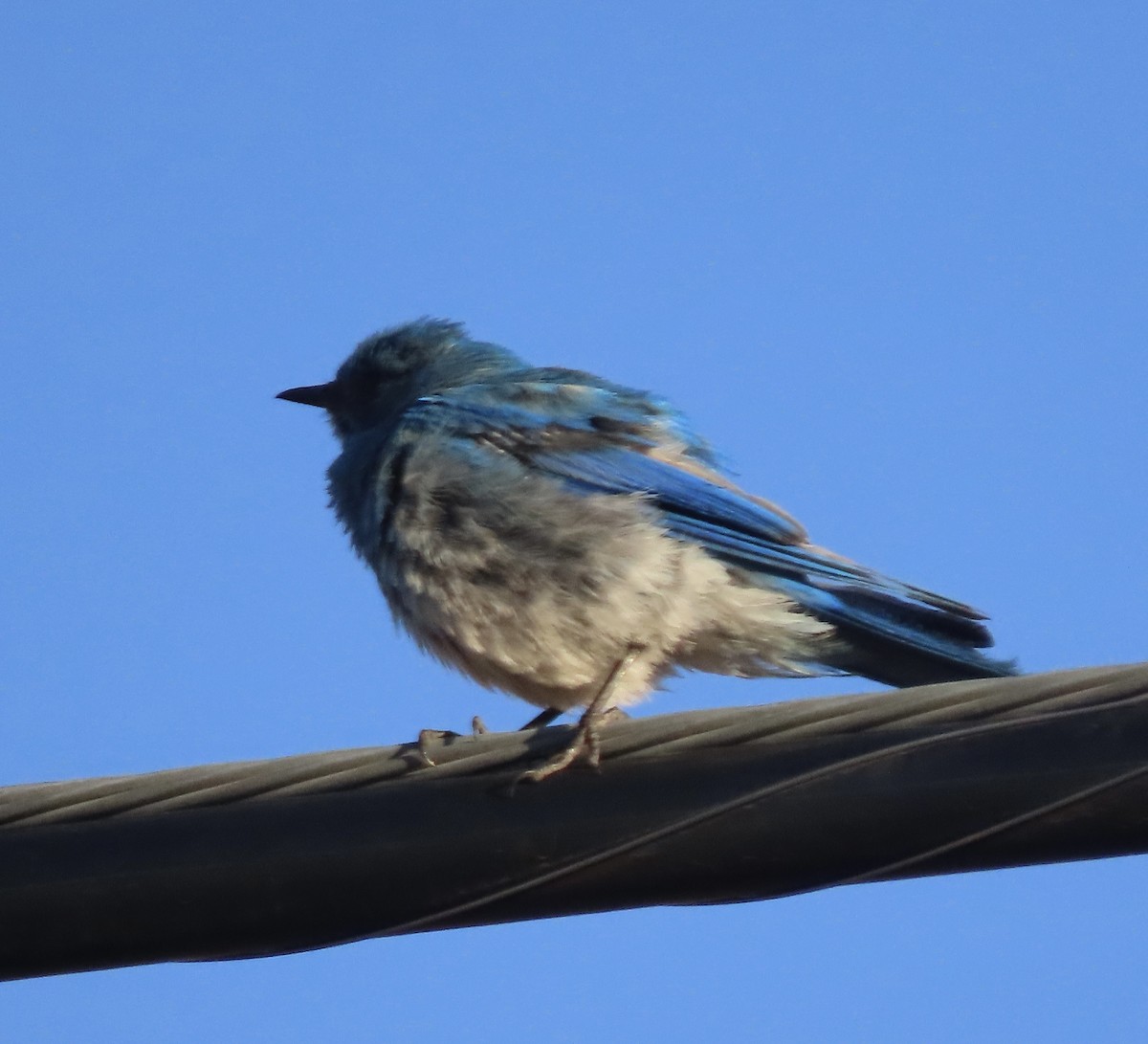 Mountain Bluebird - ML640193936