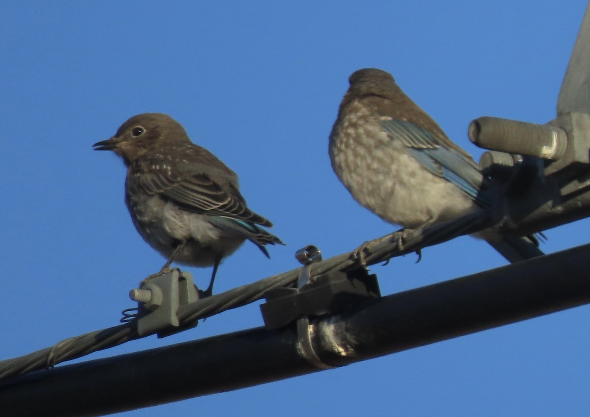 Mountain Bluebird - ML640193942