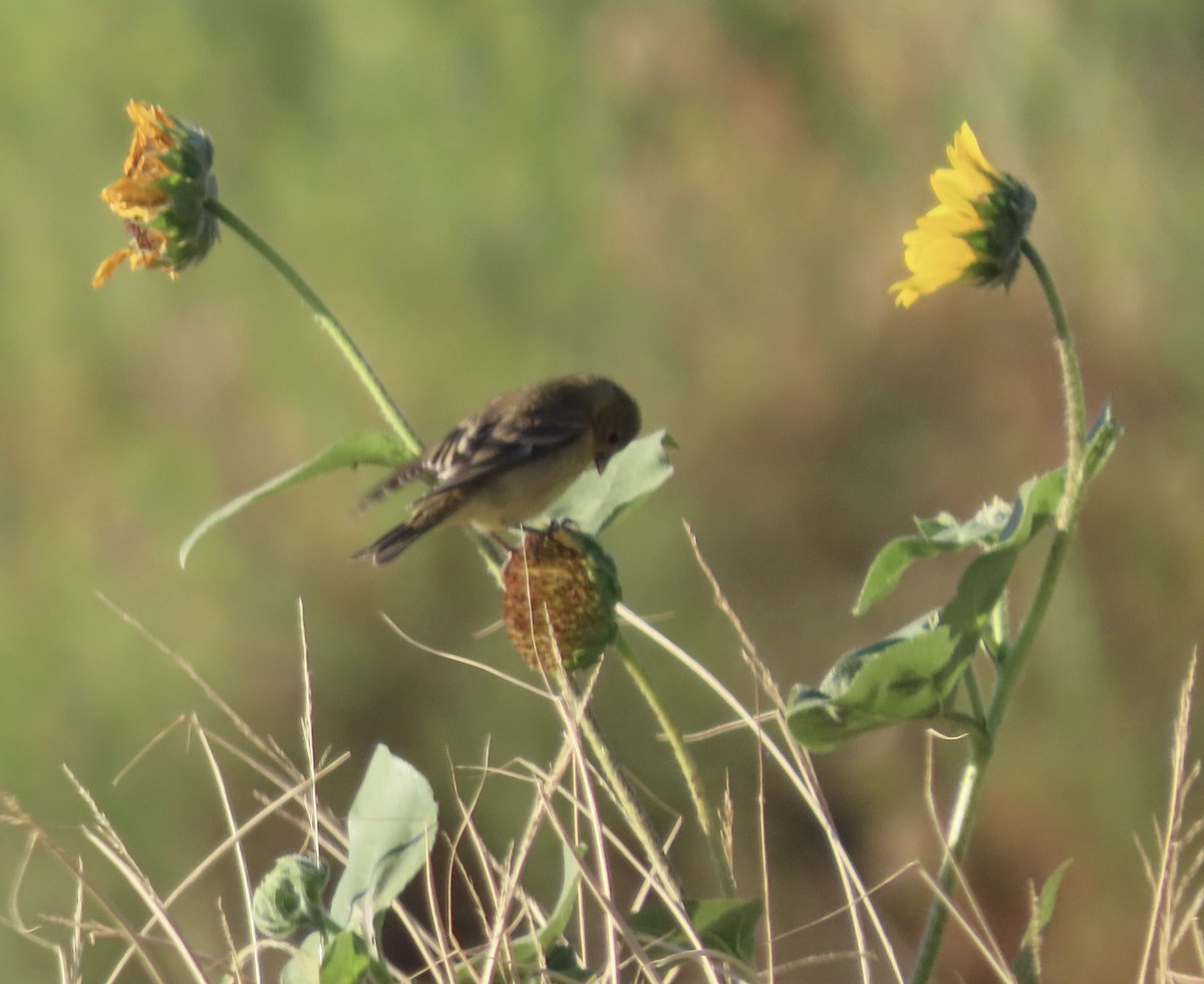 Lesser Goldfinch - ML640193955