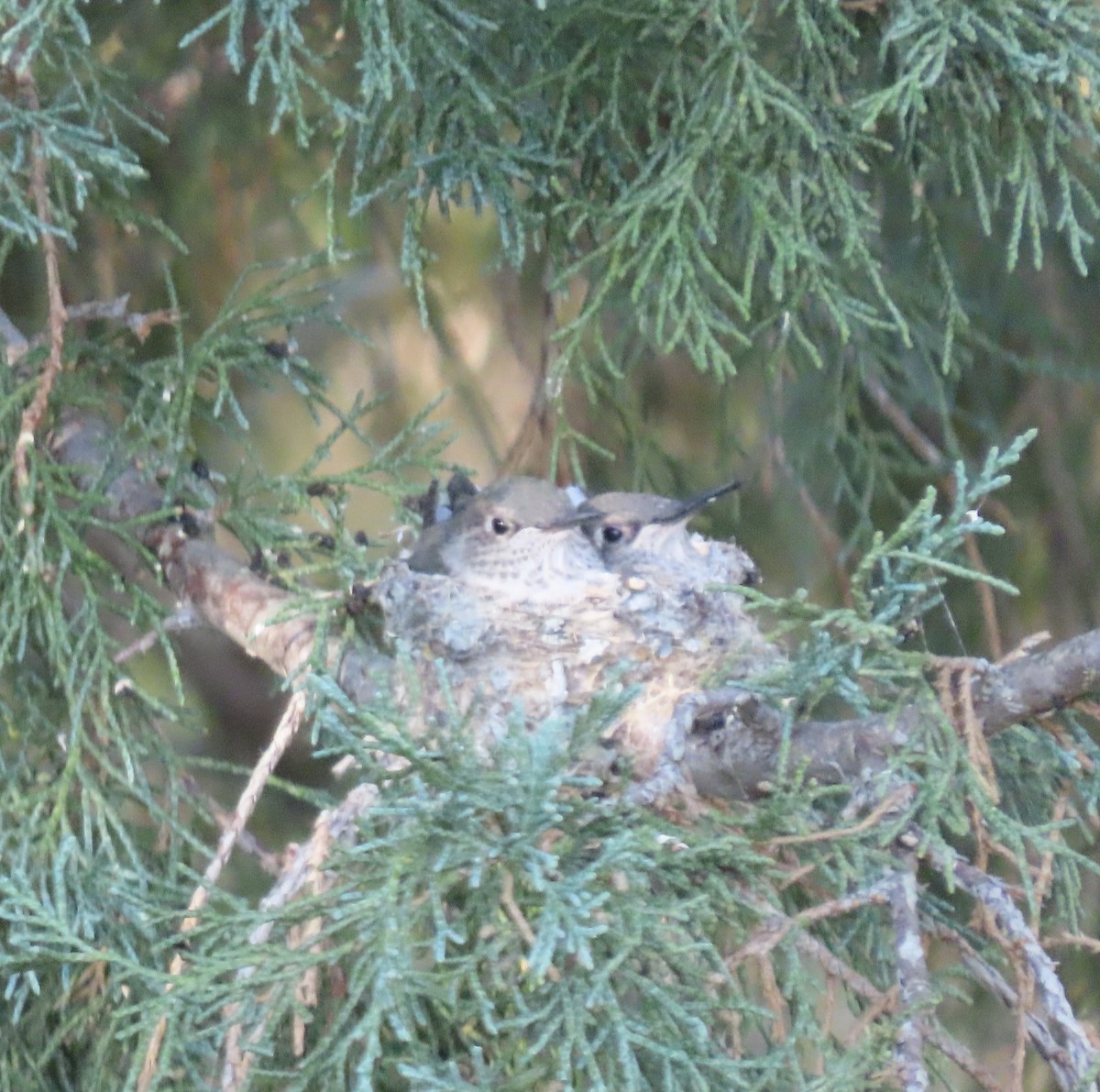 Broad-tailed Hummingbird - ML640193962