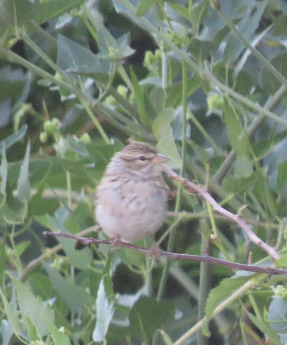 Chipping Sparrow - ML640193977