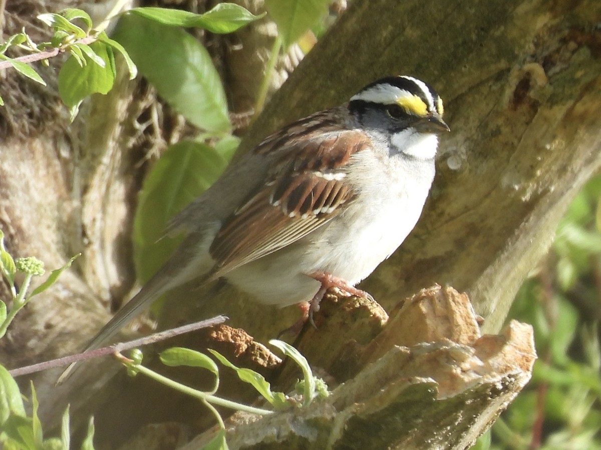 White-throated Sparrow - ML640193998