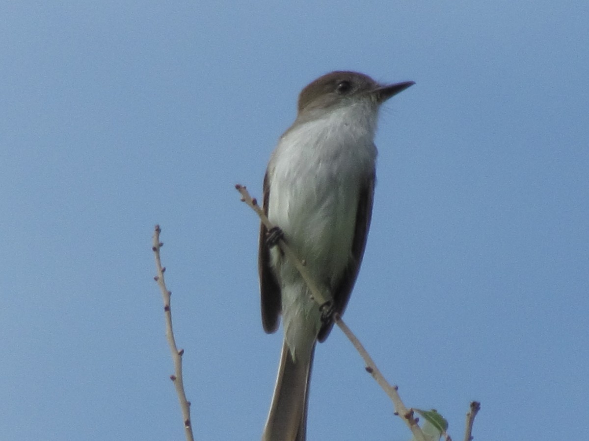 La Sagra's Flycatcher - ML640194004