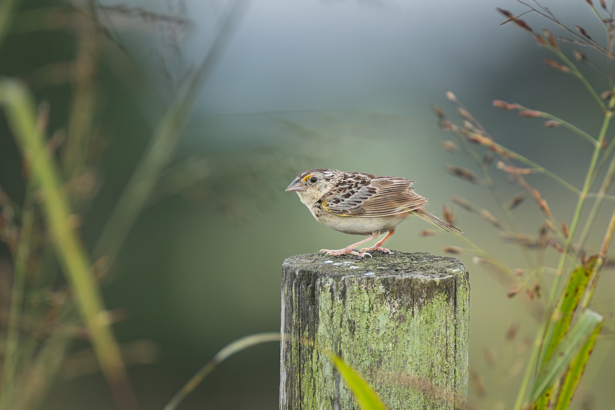 Grasshopper Sparrow - ML640194021