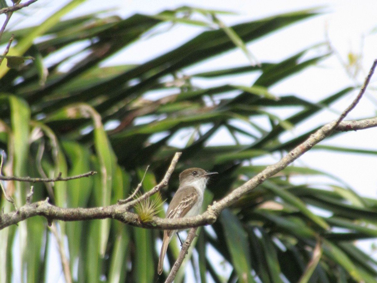 La Sagra's Flycatcher - ML640194032