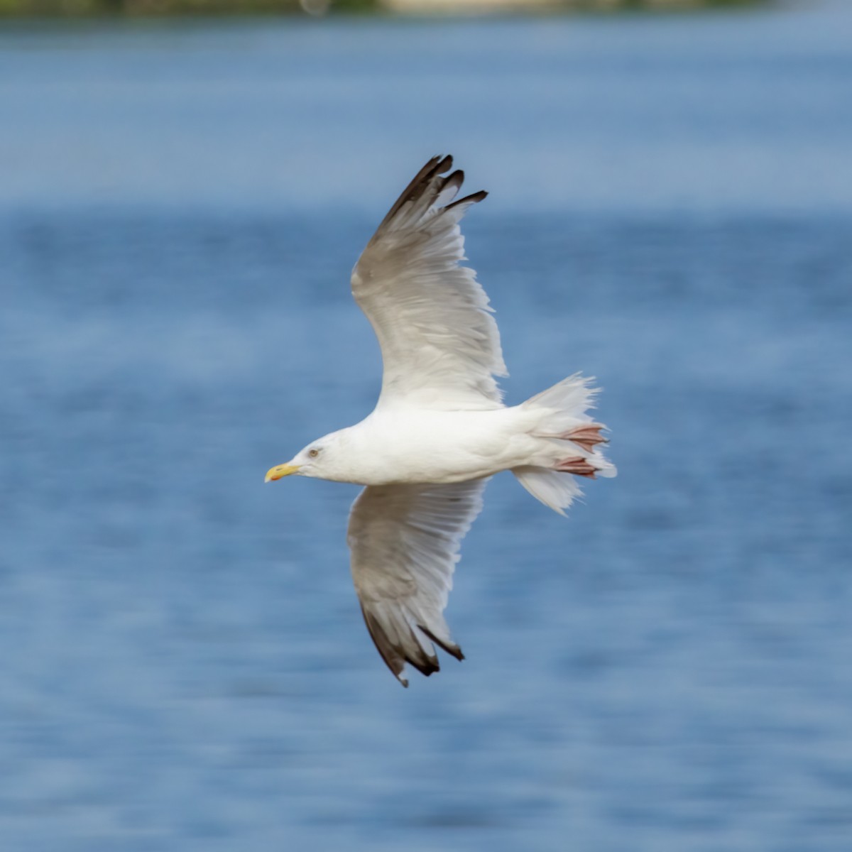 American Herring Gull - ML640194055