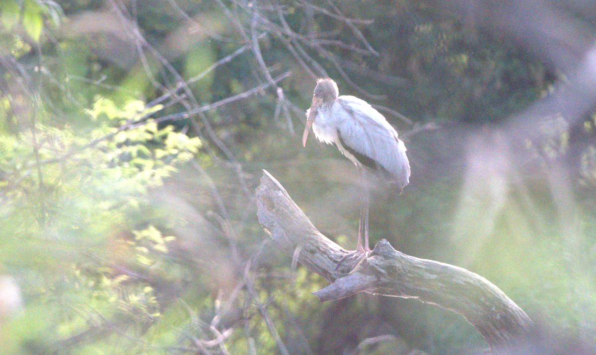 Wood Stork - ML640194078